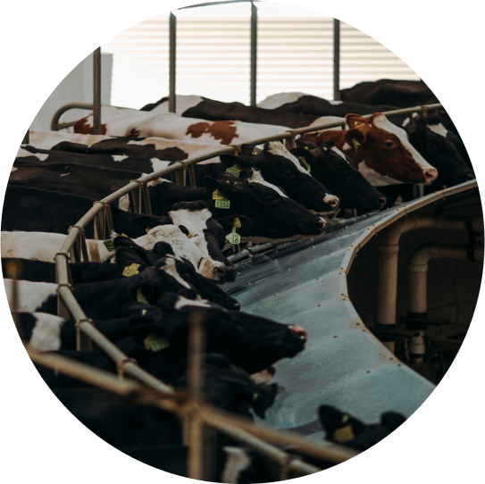 A Highly Efficient Rotating Cow Parlor