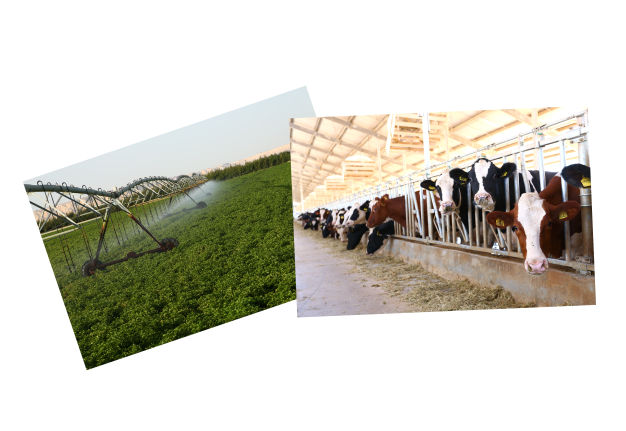 Juhayna connaît une expansion majeure avec l’acquisition de nouvelles usines et des investissements dans l’agriculture et l’élevage.