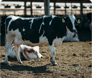 Agro-Live Stock Operations