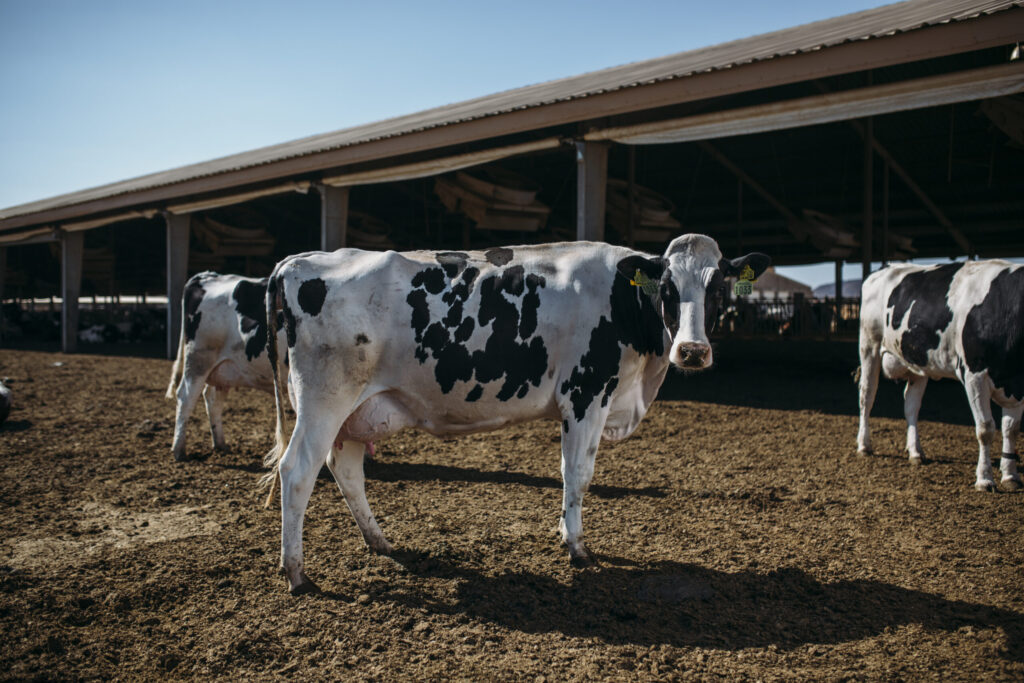 Empowering Farmers &amp; Strengthening Egypt’s Dairy Future